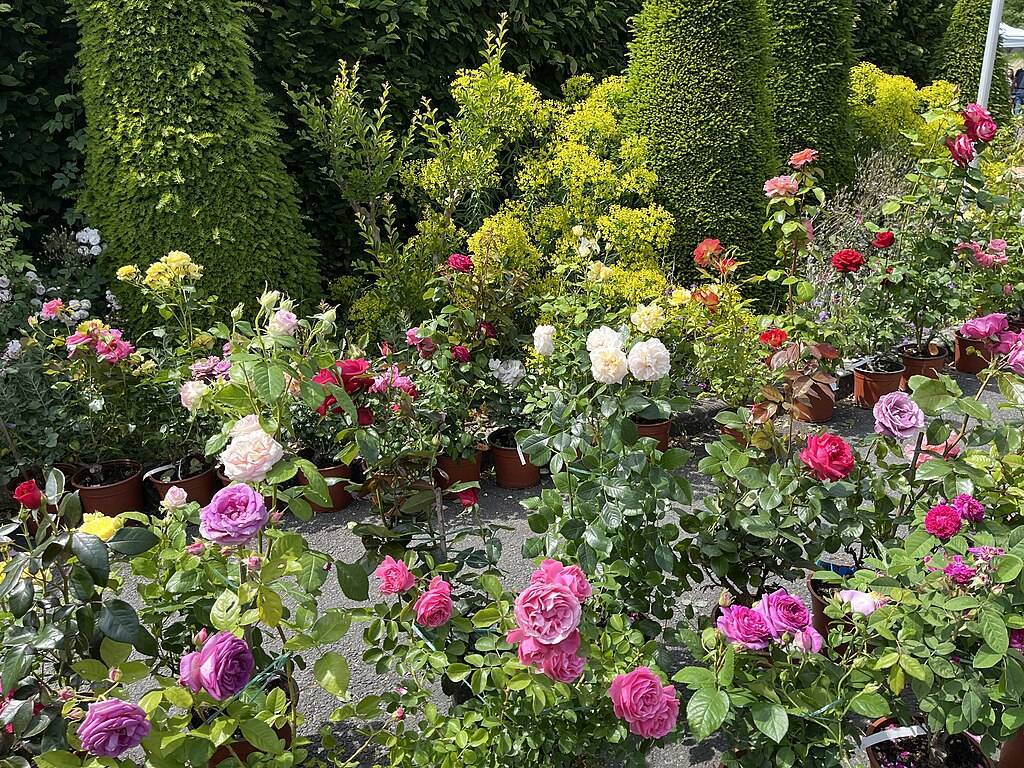 Festival des roses Chédigny 