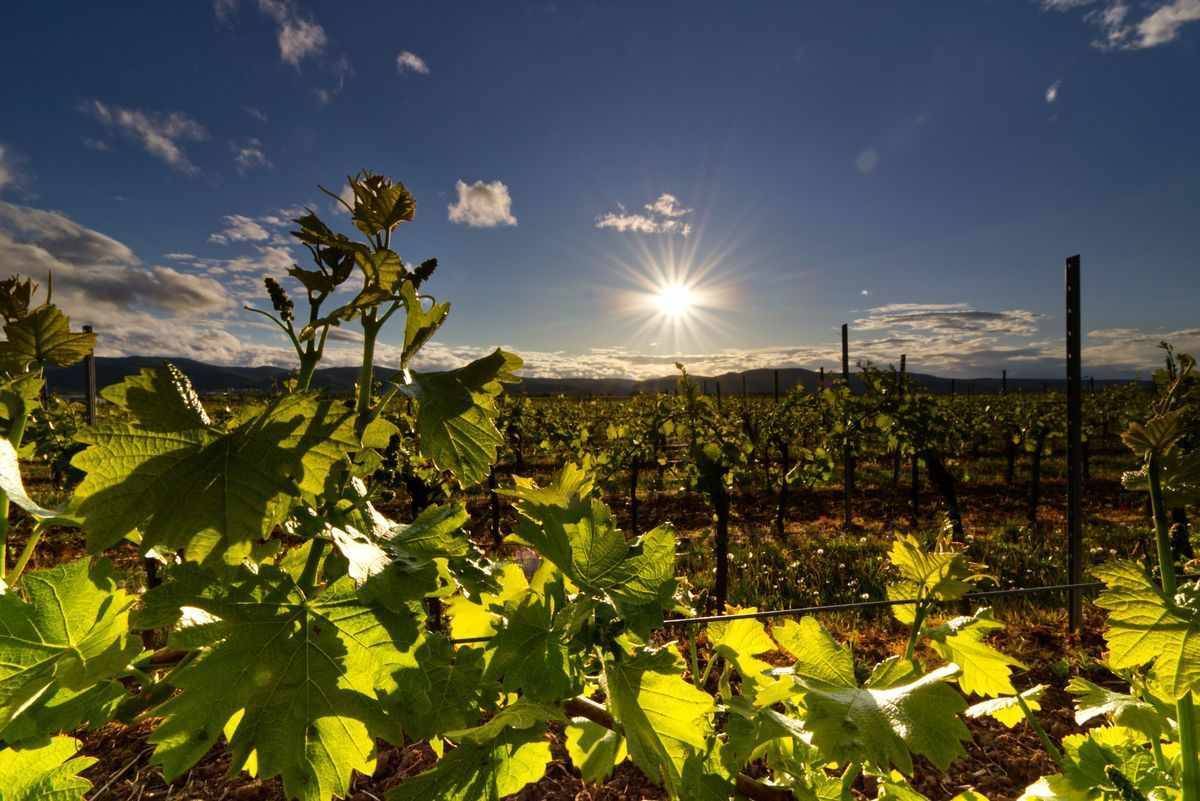 Visitez les domaines viticoles de Vouvray