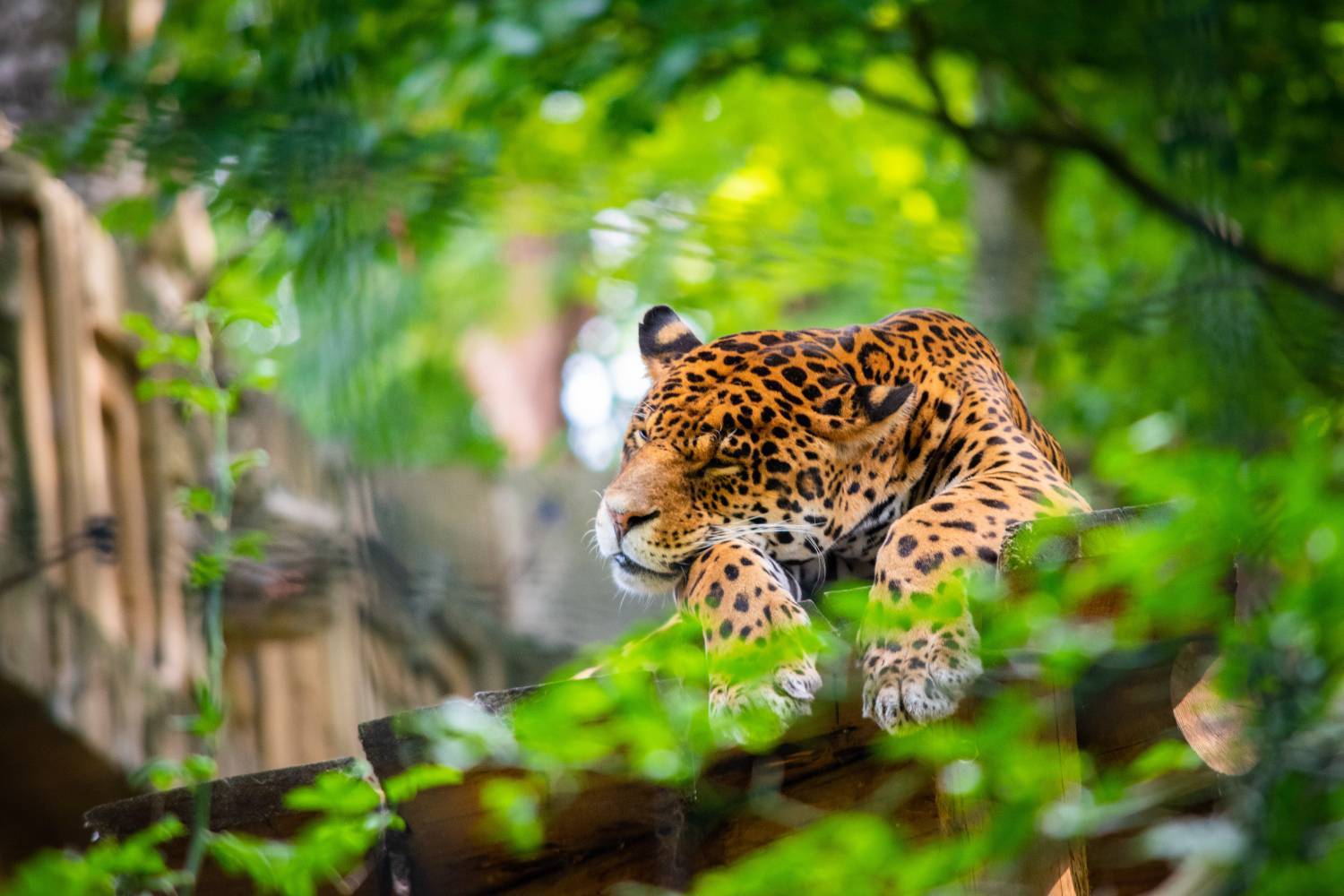 ZooParc de Beauval à 1h de Tours | Best Western Plus L'Artist Hôtel