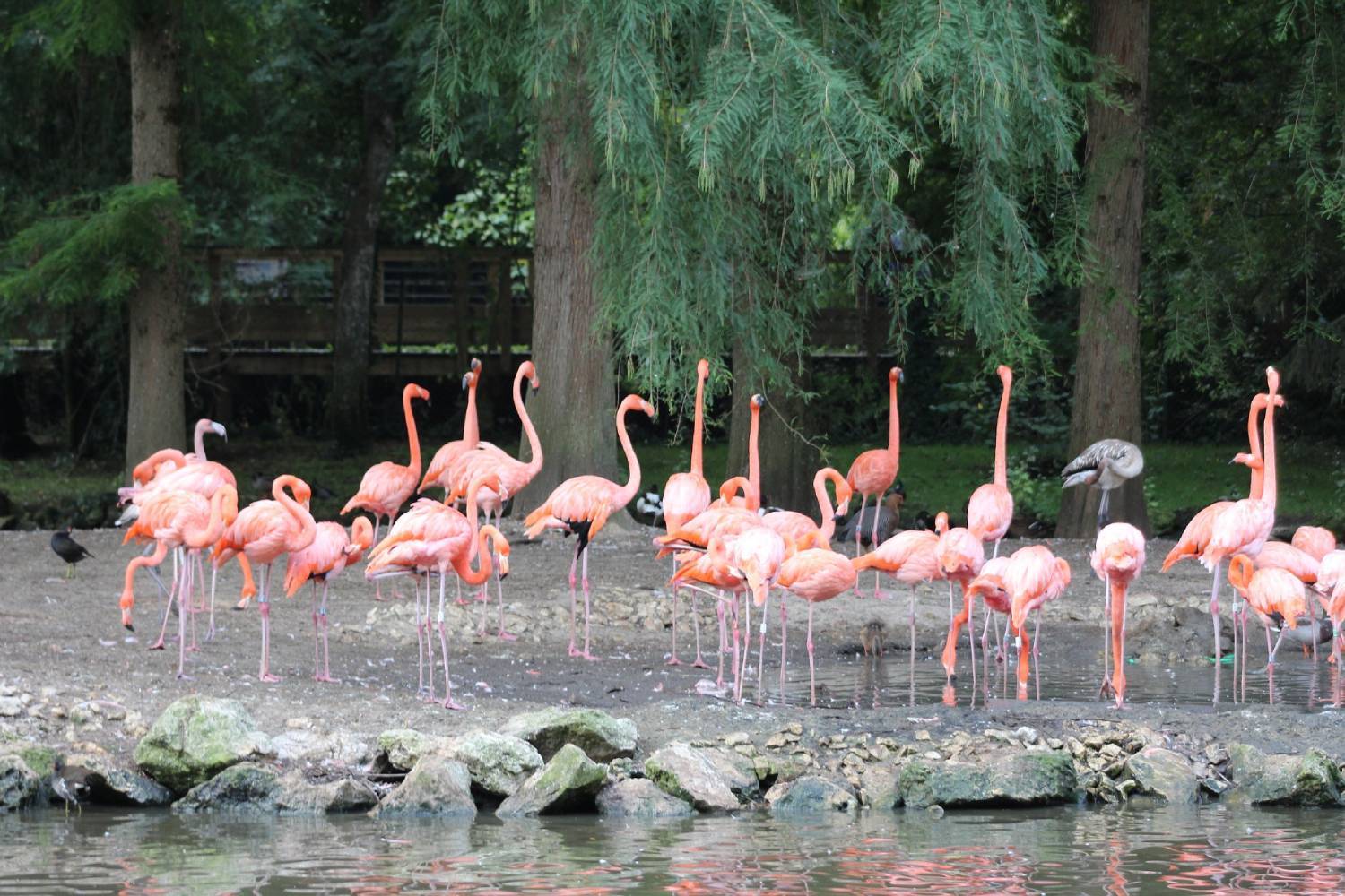 ZooParc de Beauval à 1h de Tours | Best Western Plus L'Artist Hôtel