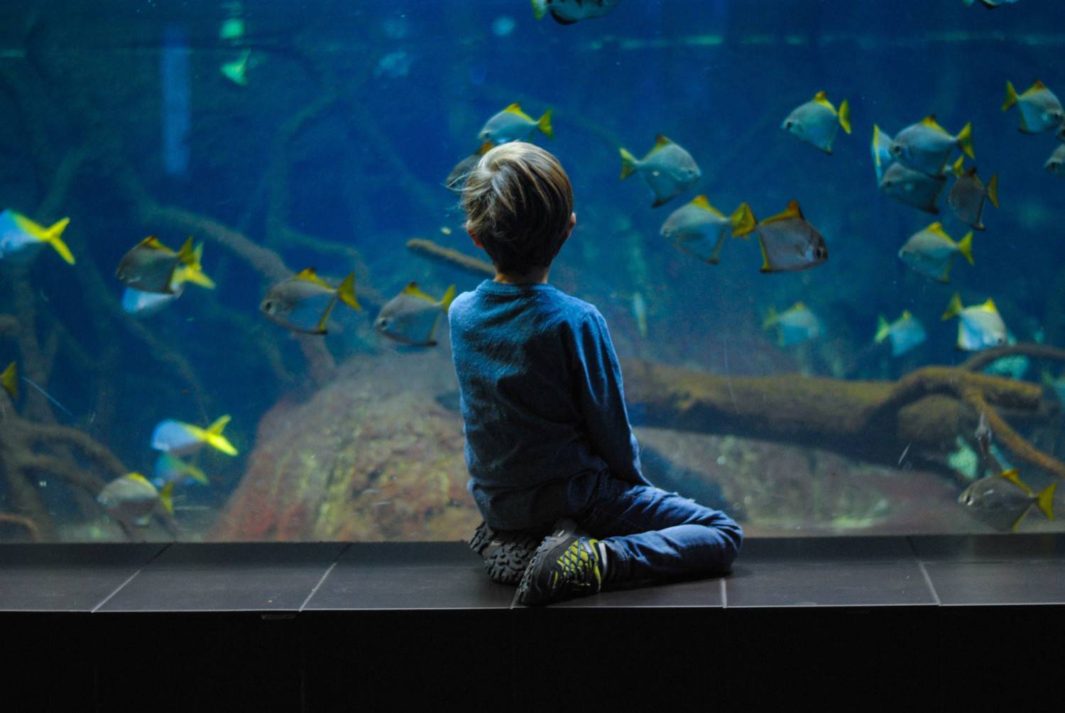 Découverte du Grand Aquarium de Touraine